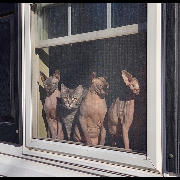 Meet your Posher, Jessica - Picture 4 of 4